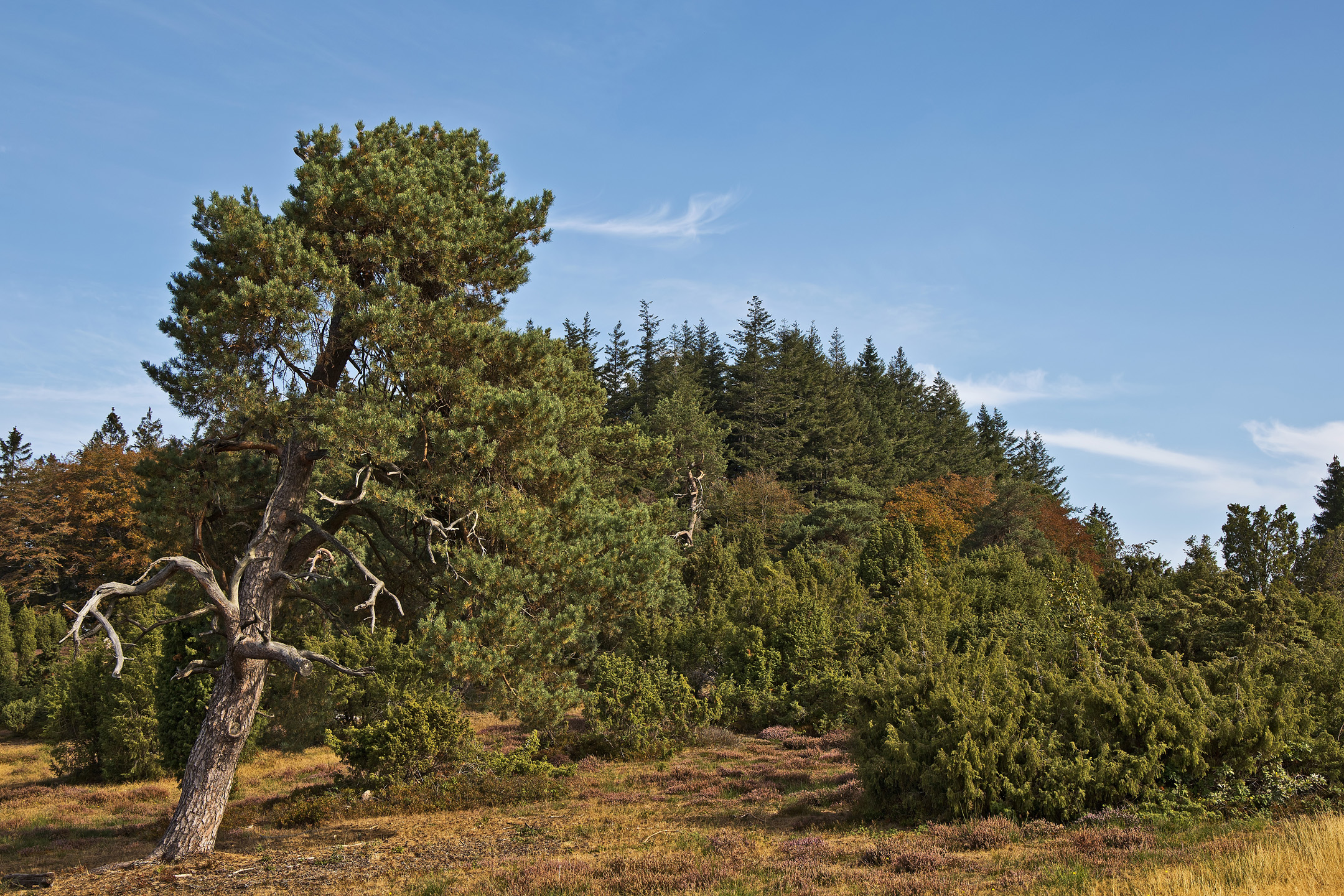 Traumpfad Bergheidenweg